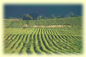 Fertility and healthy growth through Amanda Soil Vitaliser