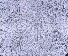 sample: untreated water