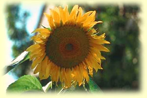 Hilfe bei Standortbelastung - Amanda Energieprodukte, Amulett, Bodenbelebung, Depression, Der richtige Platz, dowsing, earth rays, electromagnetic stress, Elektrosmog, Energiesysteme,Energietechnik,energy products, entstören, Entstörung, Erdstrahlen, Erdstrahlung, Erschöpfung, fatigue, Feng Shui, Geomantie, geopathic stress, Hautkrankheit, Hautproblem, Hyperaktivität, insomnia, Kinderlosigkeit, Kopfschmerzen, Kraftort, Kraftplatz, Lichtenergie, Medaillon, Migräne, Müdigkeit, Nervosität, Neurodermitis, Orgon, Ort der Kraft, Pendel, pendeln, place of power, Psoriasis, pyramid, Pyramide, Radiästhesie, Resonanz-Technologie, Rückenschmerzen, Rute, Rutengehen, Schlaflosigkeit, Schlafplatzuntersuch, Schlafstörungen, Schmerzen, Standortbelastung, Stoffwechselstörungen, Tachionen, Tachyon, Tschopp, Umweltverschmutzung, Unterleibsbeschwerden, Verdauungsproblem, Verspannungen, vitalisation, vitaliser, vitalisieren, Wasser, Wasserader, Wasseradern, Wasseraktivierung, Wasserbelebung, Wasserqualität, Wassertherapie, Wasservitalisierung, water, Wünschelrute, LIEBE, DANKBARKEIT