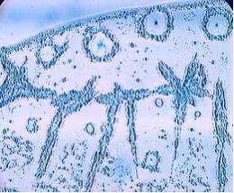 Wasser vorher - Kristallanalyse zum Beweis für die Amanda Wasserbelebung - Amanda Energieprodukte, Amulett, Bodenbelebung, Depression, Der richtige Platz, dowsing, earth rays, electromagnetic stress, Elektrosmog, Energiesysteme,Energietechnik,energy products, entstören, Entstörung, Erdstrahlen, Erdstrahlung, Erschöpfung, fatigue, Feng Shui, Geomantie, geopathic stress, Hautkrankheit, Hautproblem, Hyperaktivität, insomnia, Kinderlosigkeit, Kopfschmerzen, Kraftort, Kraftplatz, Lichtenergie, Medaillon, Migräne, Müdigkeit, Nervosität, Neurodermitis, Orgon, Ort der Kraft, Pendel, pendeln, place of power, Psoriasis, pyramid, Pyramide, Radiästhesie, Resonanz-Technologie, Rückenschmerzen, Rute, Rutengehen, Schlaflosigkeit, Schlafplatzuntersuch, Schlafstörungen, Schmerzen, Standortbelastung, Stoffwechselstörungen, Tachionen, Tachyon, Tschopp, Umweltverschmutzung, Unterleibsbeschwerden, Verdauungsproblem, Verspannungen, vitalisation, vitaliser, vitalisieren, Wasser, Wasserader, Wasseradern, Wasseraktivierung, Wasserbelebung, Wasserqualität, Wassertherapie, Wasservitalisierung, water, Wünschelrute, LIEBE, DANKBARKEIT